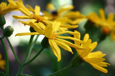 Ligularis dentata bereketli sarı parlak çiçekler çiçekleri.