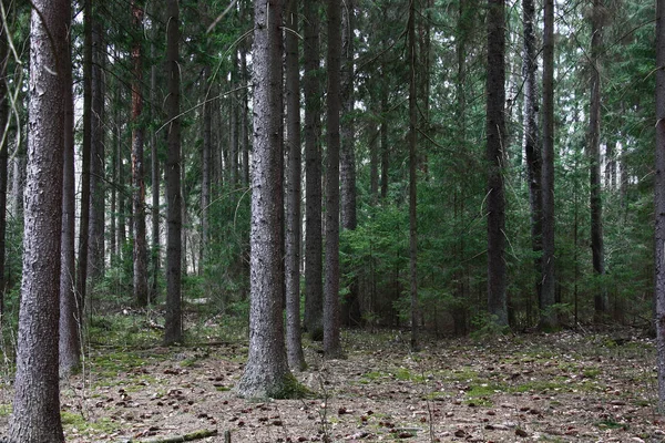 Лесу Среди Редких Старых Елок Растут Молодые Зеленые Ели Земле — стоковое фото
