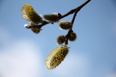 Güneşli bir bahar günü. Gökyüzünün mavi arka planında kedileri olan bir söğüt dalının küçük bir parçası.