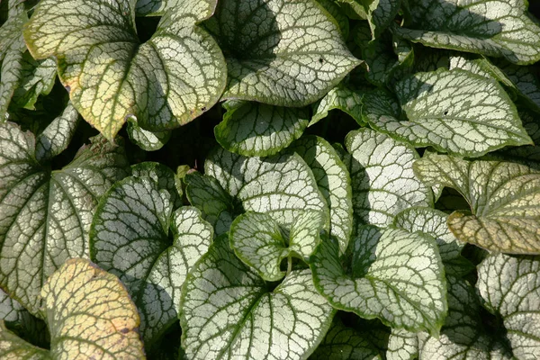 Hari Musim Panas Yang Cerah Brunnera Kelas Jack Frost Daun — Stok Foto