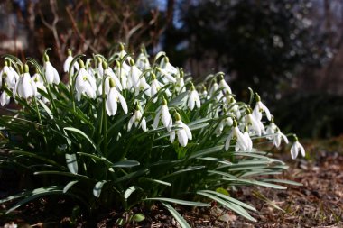Bir galanthus 'un büyük bir grup zarif çiçeği baharı gözler önüne serdi..