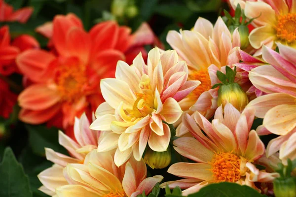 Różowe Kremowe Płatki Zrobić Duże Kwiaty Dahlias Jasne Unikalne — Zdjęcie stockowe