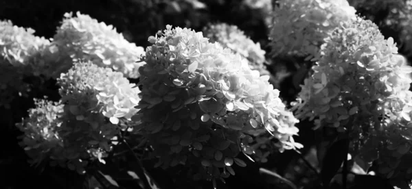 Magnificent Inflorescences Hydrangea Paniculata Grade Limelight Gray Tones Contrast Black — Stock Photo, Image