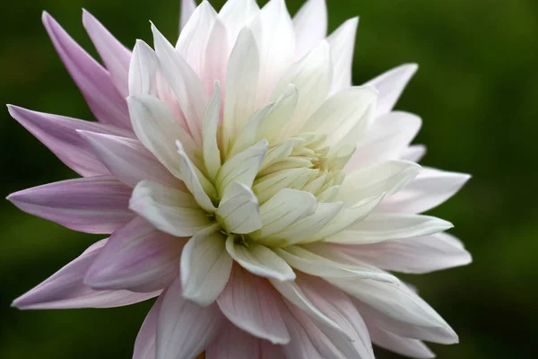 Single Fresh Flower Dahlia Petals White Gently Lilac Colors Green — Stock Photo, Image