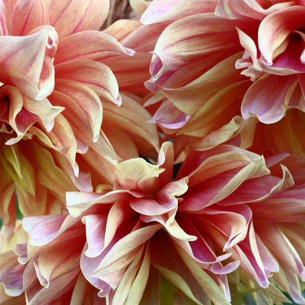 Most Gentle Petals Bud Dahlia Yellow Cream Pink Tones — Stock Photo, Image