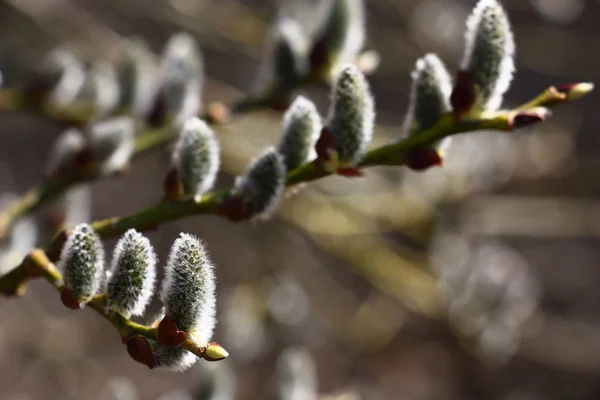 The spring has come. On willow branches flower kidneys have revealed.;