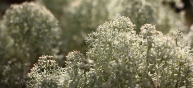 Gümüş rengi liken güneş ışığıyla aydınlatılır. Açık hava düzensiz şekli iyi görülebilir..