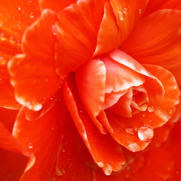 Very Bright Flower Begonia Petals Orange Color Water Drops — Stock Photo, Image