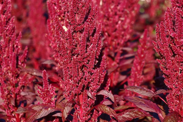 Solar Summer Morning Saturated Claret Color Leaves Inflorescences Amaranthus Small — Stock Photo, Image