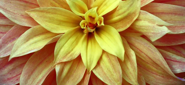 Most Gentle Petals Bud Dahlia Yellow Cream Pink Tones — Stock Photo, Image