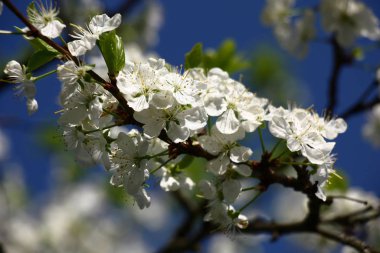 Erik dalı hatırı sayılır miktarda göz kamaştırıcı beyaz çiçeklerle kaplıdır..