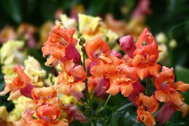 Antirrhinum, alışılmadık bir şekilde parlak, karışık çiçeklerle bol bol çiçek açar..