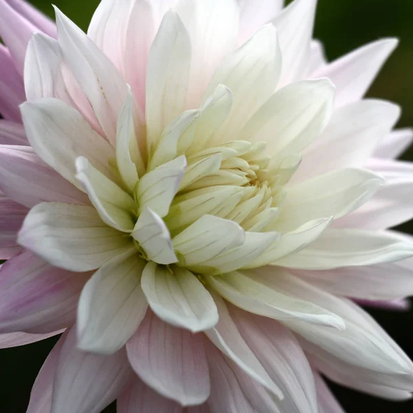 Single Fresh Flower Dahlia Petals White Gently Lilac Colors Green — Stock Photo, Image