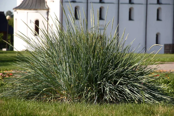 Sunny Summer Day Flower Bed Lawn Blue Elymus Grows Ears — Stock Photo, Image