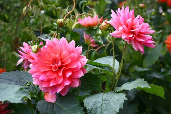 Bush Dahlia Μεγάλα Ροζ Λουλούδια Στο Φόντο Των Κυρτών Κλαδιών — Φωτογραφία Αρχείου