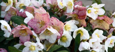 Kış güneşi, parlak beyaz ve pembe taç yaprakları olan Helleborus Nijer 'in taze çiçeklerini aydınlattığı gün.