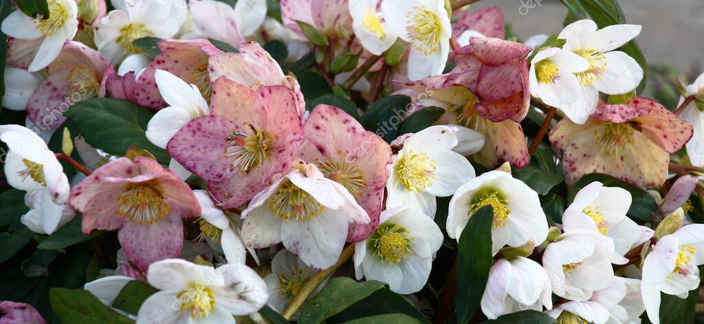 The day winter sun lights fresh flowers of a helleborus niger with bright white and pink petals.