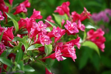 Çiçek açan buğday dalıyla parlak çiçekler ve taze yeşil yapraklarla.