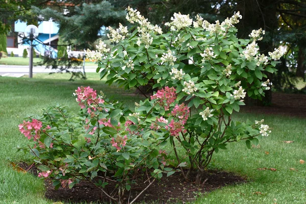 Les Buissons Hortensia Paniculata Pendant Floraison Sont Ornement Jardin — Photo
