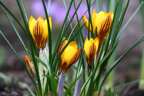 Žluté Květy Krokusu Hnědým Vzorem Okvětních Lístcích Mezi Zelenými Listy — Stock fotografie