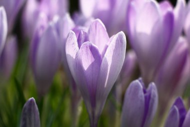 Güneşli bir bahar günü. Tıpatıp aynı muhteşem leylak timsahları. Yaprakların üzerinde ışık ve gölge oyunu.