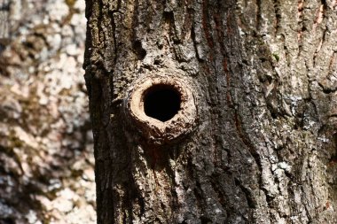 Güneşli kış günü. Eski bir meşe ağacının gövdesinde çok güzel bir girişi olan bir oyuk var..