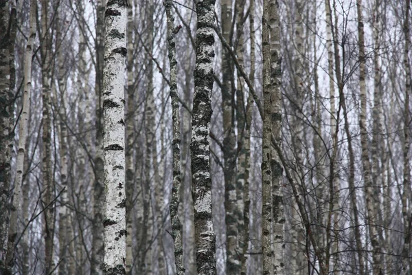 Kış Sisli Sabahı Genç Huş Ağaçları Gri Gökyüzü Beyaz Gri — Stok fotoğraf