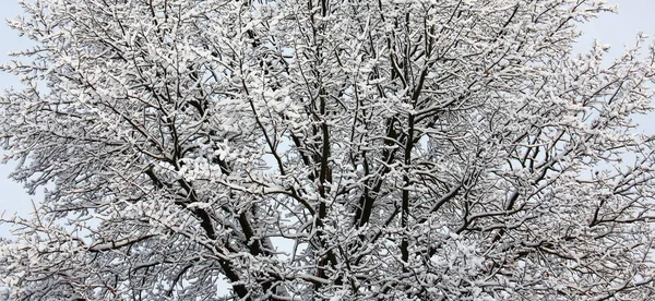 老橡木树干的平均部分的细枝和粗枝被白雪覆盖着 — 图库照片