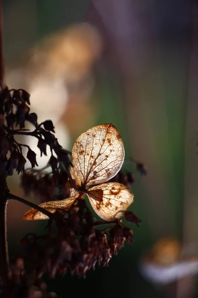 Bloeiwijze Van Een Hortensia Paniculata Van Vorig Jaar Het Zonlicht — Stockfoto