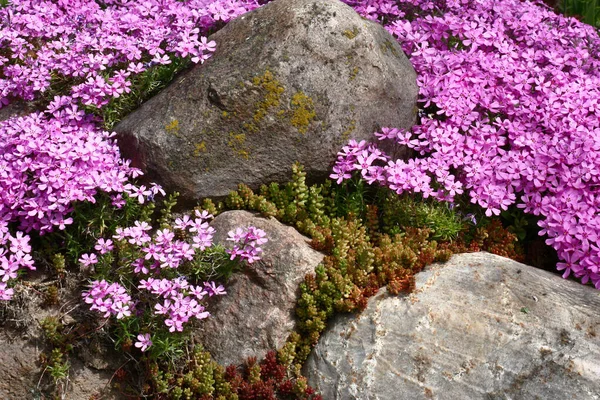 大きな石の周りには セダムと豊富な開花Phlox Subulataが成長します ピンク紫色のカーペット — ストック写真