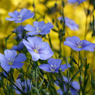 Dekoratif linum austriacum ve onun kaçakları mavi çiçekler 