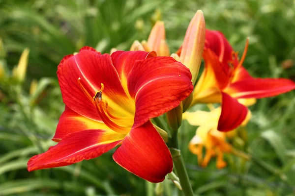 Flores Frescas Hermosas Hemerocallis Con Pétalos Color Rojo Brillante Sobre —  Fotos de Stock