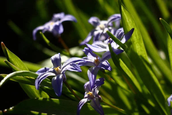 Long Green Leaves Chionodoxa Violet Flowers Petals Shine Beams Morning — Stock Photo, Image