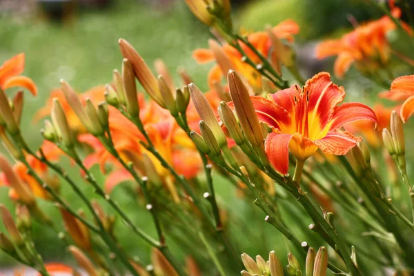 Duża Ilość Kwiatów Dziko Rosnącego Hemerocallis Stworzyła Jasną Plamę Koloru — Zdjęcie stockowe