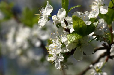 Erik dalı hatırı sayılır miktarda göz kamaştırıcı beyaz çiçeklerle kaplıdır..