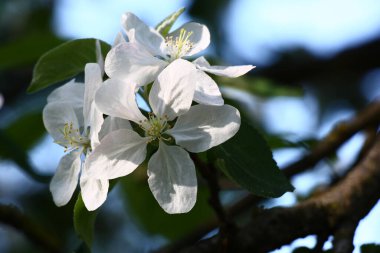 Sabah güneşinin ışıltılarında bir elma ağacının üç büyük taze beyaz çiçeği..