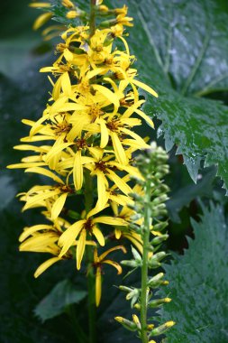 Parlak sarı çiçekleri ve taze büyük vitesli yeşil ligularia przewalskii yapraklarıyla uzun kızıl yüzgeçliler..