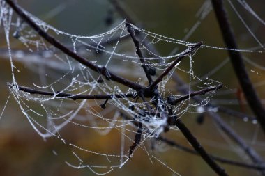 Yapraksız dal, parlak su damlalarıyla dolu uzun ve ender bir ağ tarafından alçakgönüllülükle dolanmış..