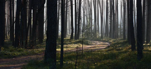 Magnificent frosty december morning. A sunlight punching a gaze lights the forest road among black trunks of pines.
