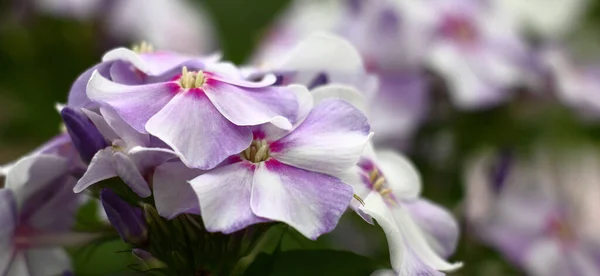 美しい色の花びらとフロックスの花の花の花の花の花が明らかにし始めました — ストック写真