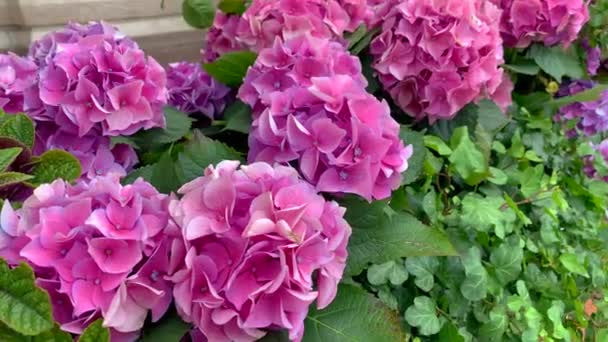 Rosa hortensia blommor på en bädd av grön murgröna, väcker vinden bladen. — Stockvideo