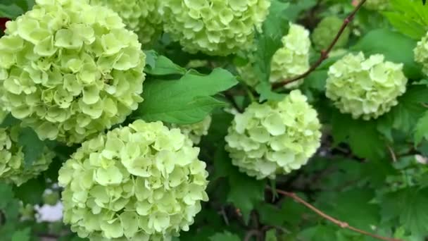 Primavera, flores blancas hortensia, en una rama con hojas verdes, balanceándose en el viento — Vídeos de Stock