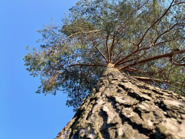 Pine in the spring, view from below, from the tree trunk to the branches.