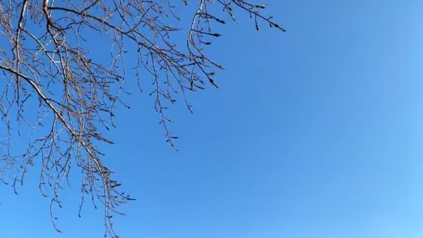 Egy lombtalan faág ringatózik a szélben a kék ég felé. — Stock videók
