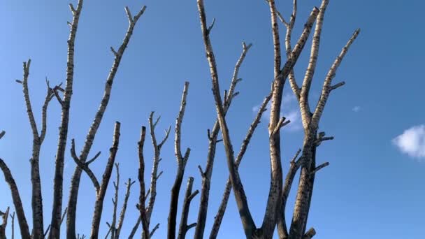 Botladozó, üres fák ágak nélkül a kék ég felé.. — Stock videók