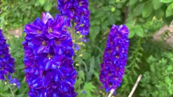 Delphinium, lila Blume, die sich im Wind wiegt, auf einem natürlichen Hintergrund — Stockvideo