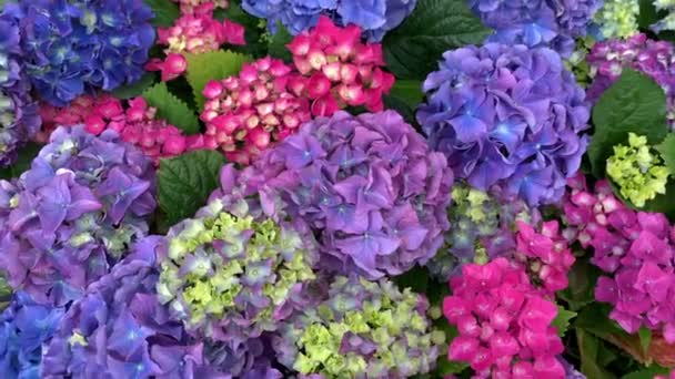 Lila och rosa hortensia hortensia, många ljusa färger med gröna blad. — Stockvideo