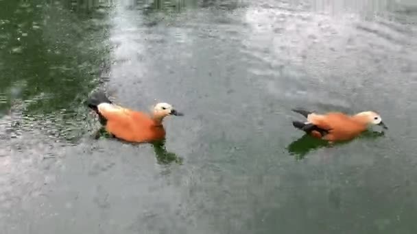 Två röda ankor - rostiga Shelduck, Tadorna ferruginea, simmar på sjön. Våren, dagen. Det regnar. — Stockvideo