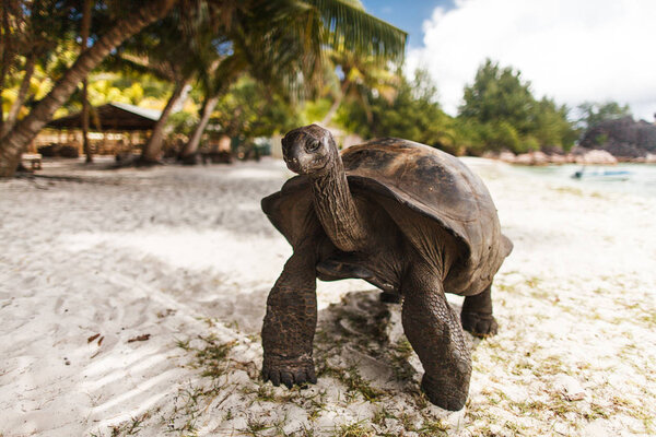 Seychelles. Giant tortoise on Curieuse Island