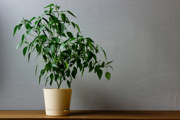 Hot green pepper in a pot. Pot of hot green pepper on a wooden shelf on a background of gray concrete wall.